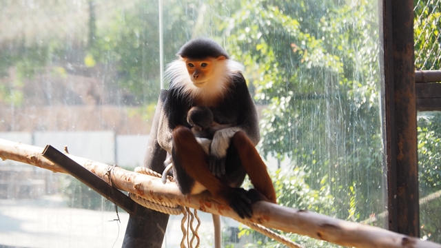 ขอนแก่น-สวนสัตว์ขอนแก่น อวดโฉมความน่ารักน้องของขวัญ “ลูกค่างห้าสี” สัตว์ป่าหายากใกล้สูญพันธุ์