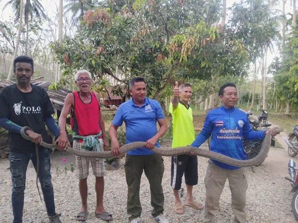 จงอาง 3.80 ม.มาส่งความรักถึงใต้ถุนบ้าน ทำเจ้าบ้านตกใจ แจ้งทีมอาสาพิทักษ์งู จ.สงขลา มาจับ