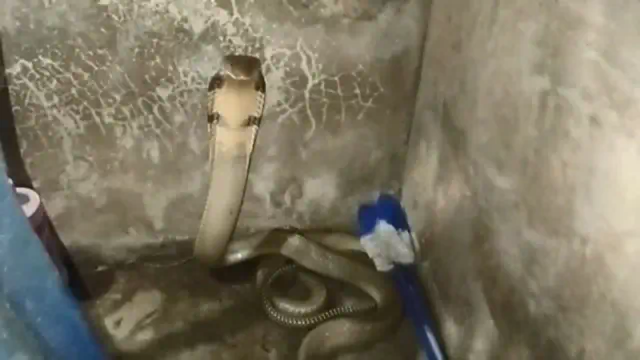 สงสัยจงอางจะไปใช้สิทธิ์ ดันเข้าคูหาผิด เลื้อยไปเข้าห้องน้ำ ทำเจ้าบ้านผวา