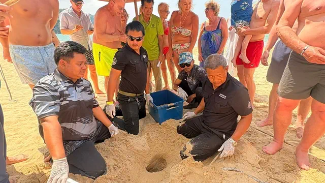 พังงา-“ยังสมบรูณ์”นทท.ฮือฮา!! พบเต่าหญ้าขึ้นวางไข่ 135 ฟอง ชายหาดเขาหลัก เร่งย้ายอนุบาลเพื่อความปลอดภัย