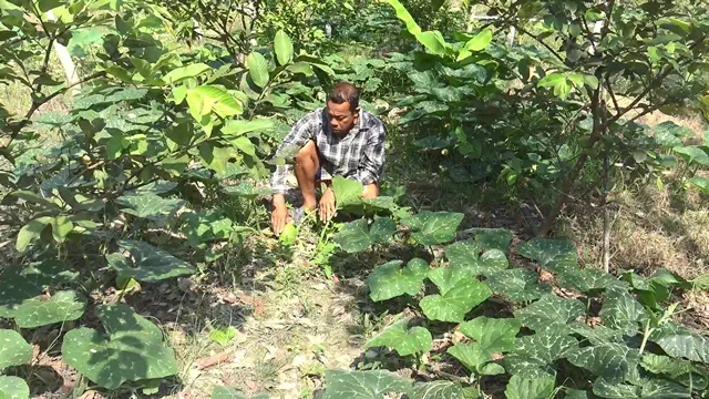 สงขลา-นำฟักทอง 400 ต้น ปลูกแซมยางแซมกล้วยและแซมฝรั่งกิมจู ทำ “สวนพอเพียง” แบบผสมผสาน