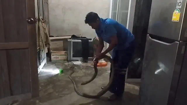 จงอาง 3.50 ม.เลื้อยเข้าห้องครัว เชื่อมาให้โชคลาภ