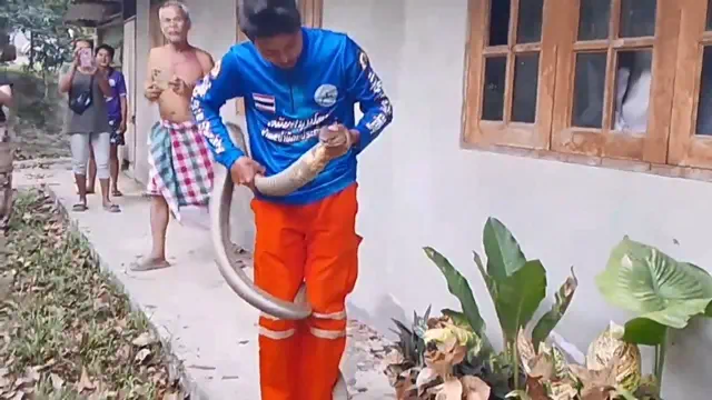 อากาศร้อน ระวัง จงอางยาว 3.60 ม.เลื้อยซุกข้างบ้าน