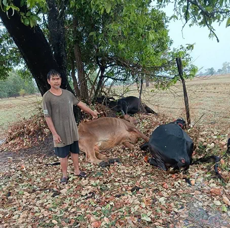 บุรีรัมย์-พายุฝน ฟ้าลงเปรี้ยงเดียว สามแม่พันธุ์วัวตายเรียบ ทิ้งลูกน้อย