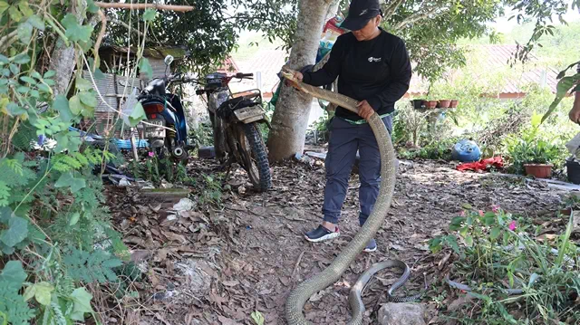 ยะลา-เบตง / งูจงอาง 4 เมตร หนัก 8 กิโลกรัม บนต้นมะม่วง