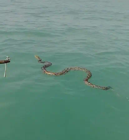 ไต๋เรือพัทยาใจบุญ ช่วยเหลืองูเหลือมยักษ์ ติดทุ่นไฟกลางทะเล ปล่อยคืนป่าเขาไม้แก้ว