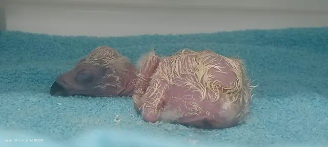 ความคืบหน้าการเพาะขยายพันธุ์ “พญาแร้ง” สมาชิกใหม่ของฤดูกาล