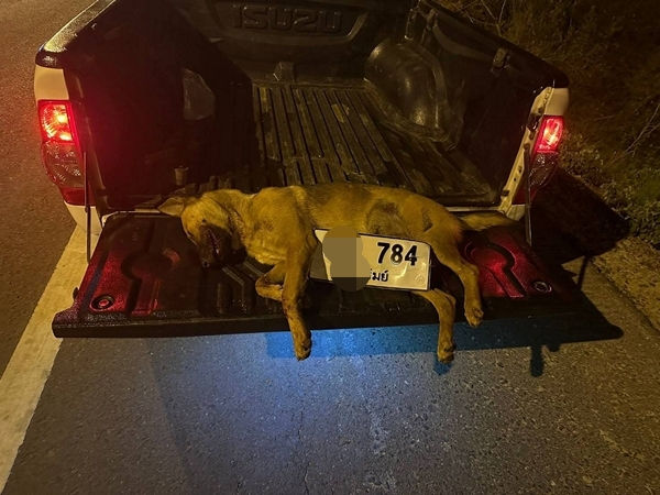 บุรีรัมย์ รถชนหมากลายเป็นดราม่าหลังเจ้าของโพสต์ด่าและล่าเจ้าของ