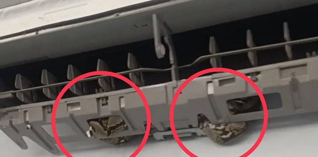 นครนายก – ช่างแอร์ผงะพบงูเหลือมในช่องแอร์ งูเลื้อยตกพื้น ช่างแอร์ เจ้าของร้าน ลูกเค้า หนีกระเจิง