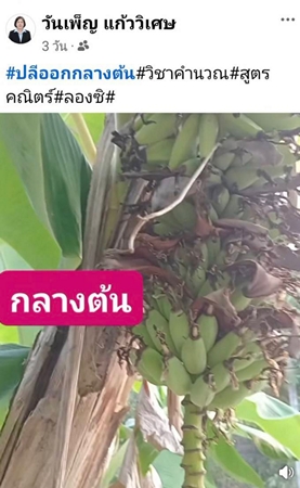 นครนายก ชาวบ้านโพสเฟสบุ๊คออกเก็บผัก หาใบตองพบกล้วยออกกลางลำต้นใกล้วันหวยออกอย่างนี้ต้องมีคณิตศาสตร์เข้ามาแล้ว