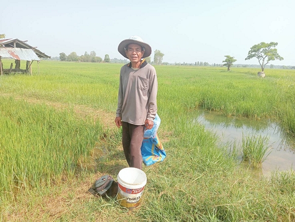 กาฬสินธุ์ น้ำมันแพงพ่นพิษปุ๋ยเคมีราคาพุ่ง ชาวนาลดหว่านบำรุงข้าวนาปรัง