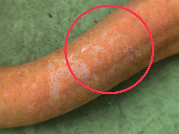 นครนายก – ชาวบ้านพบปลาไหลสีทองยาว 25 นิ้วหนัก 8 ขีดในแอ่งน้ำส่องดูที่ลำตัวพบเลขเด็ด 85 – 27ใกล้วันหวยออก