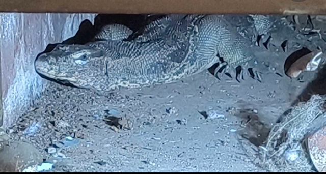 นครนายก ตัวเงินตัวทองวิ่งออกจากป่าเข้าร้านอาหารซุกตัวอยู่ใต้บันไดใกล้วันหวยออก เจ้าของร้านชี้ป้ายเลขเด็ด 087