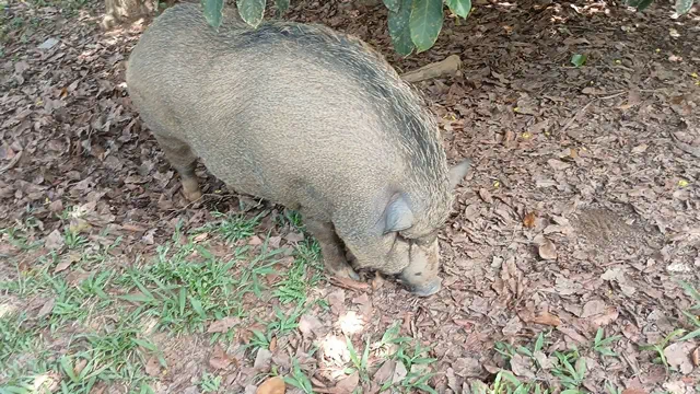 พังงา-หมูวัดสุดน่ารัก!” เจ้าอู๊ดอู๊ดขวัญใจญาติโยม อ้วนทะลุ 100 กก. แถมมีเพื่อนใหม่เพิ่มความน่ารัก