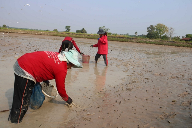 กาฬสินธุ์ น้ำมันวิกฤติสุดแพงชาวนากุ้งเร่งขนย้ายรวมบ่อลดภาระประหยัดอาหาร