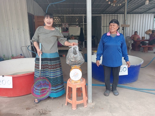 กาฬสินธุ์ – ร้อนแล้ง เศรษฐกิจทรุด กุ้งก้ามกรามขายไม่ออก ลดราคา กก.ละ 200 บาท กระทบหนักรอบ 20 ปี