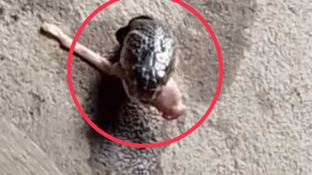 นครนายก – สาวใหญ่พบงูเห่าโผล่หัวจากรูถ่ายคลิปโยนหนังไก่ให้กินหลายวัน ต่อมาลอกคลาบไว้ให้เชื่อว่ามาให้โชคลาภ