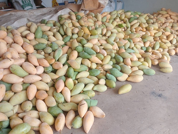 กาฬสินธุ์ ชาวสวนมะม่วงสุดอ่วมราคาดิ่งเหว จากเริ่มต้น กก.ละ 60 บาทเหลือเพียง 3 บาท