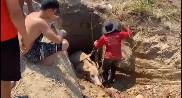 นครนายก – กู้ภัยสว่างอริยะช่วยเหลือลูกควายเพศเมียตกบ่อน้ำลึก 2 เมตร