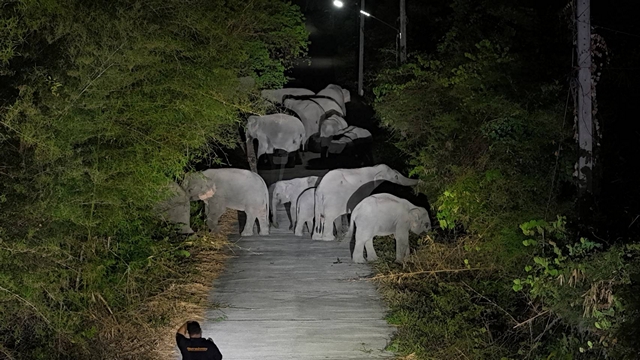 นครนายก-ช้างป่ารวมโขลงกว่า10 ตัวเข้าสวนทุเรียนทำลายทรัพย์สินเสียหาย 70,000 บาท