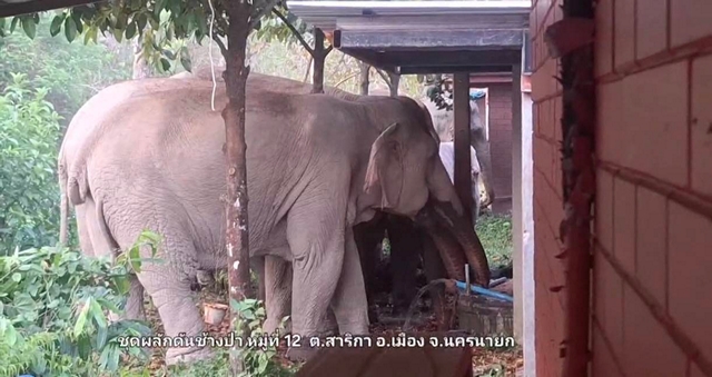 นครนายก – ช้างป่าโขลงชบาแก้วจำนวนหลายตัวลงจากป่าหาน้ำกินที่รีสอร์ทอิงดอย เจ้าของใจดีให้ช้างกินน้ำได้ตามสบาย