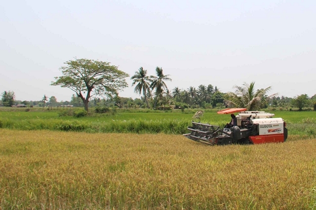 กาฬสินธุ์ ชาวนาอ่วมน้ำมันแพง รถเกี่ยวข้าว-ค่าขนส่งพาเหรดขึ้นราคา ขายข้าวไม่คุ้มทุน