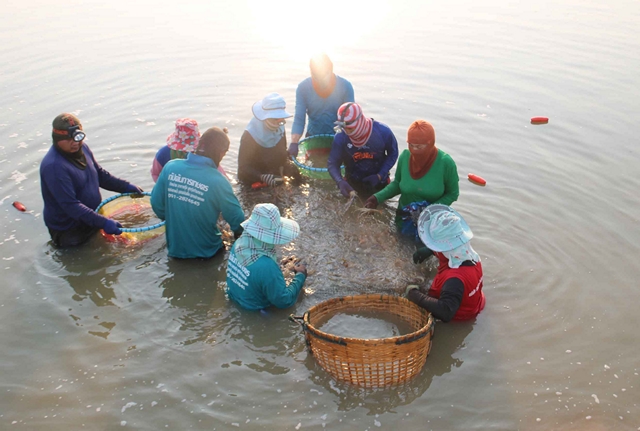 กาฬสินธุ์สวนกระแสน้ำมันแพงเกษตรกรผู้เลี้ยงกุ้งยอมเจ็บตัวสงกรานต์ไม่ขึ้นราคาแจกแถมชดเชยลูกค้า