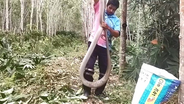 สงขลา-จงอาง 3 เมตรเศษ โผล่กอไผ่ ชาวสวนไม่กล้ากรีดยาง