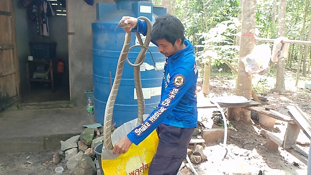 สงขลา-เจ้าบ้านเสียบสายชาร์จโทรศัพท์ ผวา จงอางชูคอขู่บนคานหลังคาห้องน้ำ