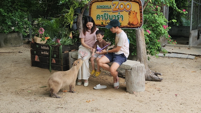 สงขลา-สวนสัตว์สงขลา ชวนชมความน่ารักแก๊งลูกหนูยักษ์ “คาปิบาร่า” คนไทยรับโพรโมชันลดค่าบัตรผ่านประตู 20% 
