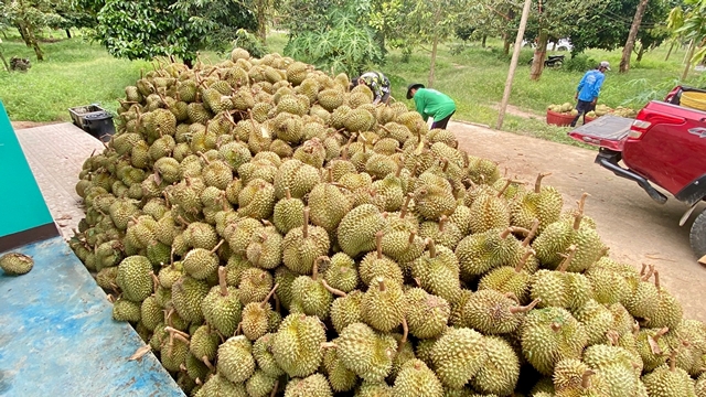 จันทบุรี/พายุฝนถล่มจันทบุรี ทุเรียนร่วงเสียหายหนักใน 10 นาที หลายตำบลสูญนับล้าน รวมสองอำเภอ ท่าใหม่และ อ. นายายอาม