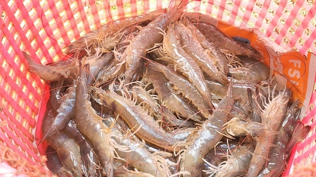 สงขลา-เกษตรกรเลี้ยงกุ้ง เดือด แฉไอ้โม่ง กินส่วนต่าง หลังมาเลเซีย งดนำเข้า ทำกุ้งราคาตกต่ำ ห้องเย็นกว้านซื้อราคาถูก