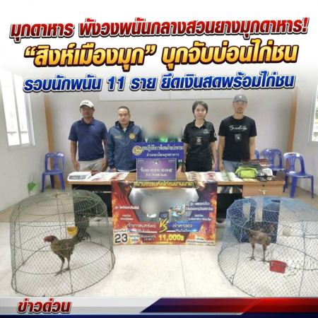 มุกดาหาร -พังวงพนันกลางสวนยางมุกดาหาร! “สิงห์เมืองมุก” บุกจับบ่อนไก่ชน รวบนักพนัน 11 ราย ยึดเงินสดพร้อมไก่ชน