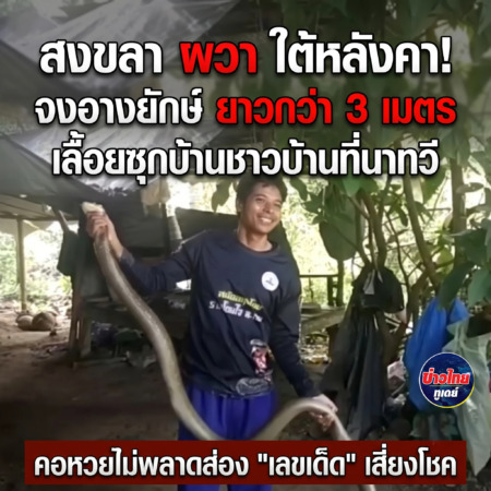 สงขลา-ผวาใต้หลังคา! จงอางยักษ์ยาวกว่า 3 เมตร เลื้อยซุกบ้านชาวบ้านที่นาทวี คอหวยไม่พลาดส่อง “เลขเด็ด” เสี่ยงโชค