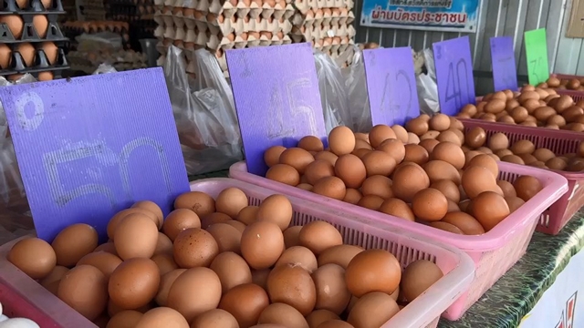 สงขลา-ร้านค้าส่งไข่ไก่รายใหญ่โคกเมา-หาดใหญ่ ประกาศตรึงราคาเดิม 3 วัน ช่วยลดภาระค่าครองชีพ ย้ำชัด “ต้นทุนยังไม่มา ก็ยังไม่ขึ้น”
