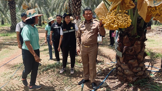 เพชรบูรณ์ อดีต ผอ.หลังเกษียณ ปลูกอินทผลัมสร้างรายได้งาม เปิดเมนูเด็ด ส้มตำอินทผลัม