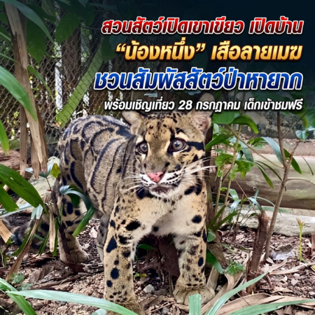 สวนสัตว์เปิดเขาเขียว เปิดบ้าน “น้องหนึ่ง” เสือลายเมฆ ชวนสัมผัสสัตว์ป่าหายาก พร้อมเชิญเที่ยว 28 กรกฎาคม เด็กเข้าชมฟรี