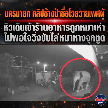 นครนายก – คลิปช้างป่าชื่อโวยวายเพศผู้หิวเดินเข้าร้านอาหารถูกหมาเห่าไม่พอใจวิ่งขับไล่หมาหางจุกตูด