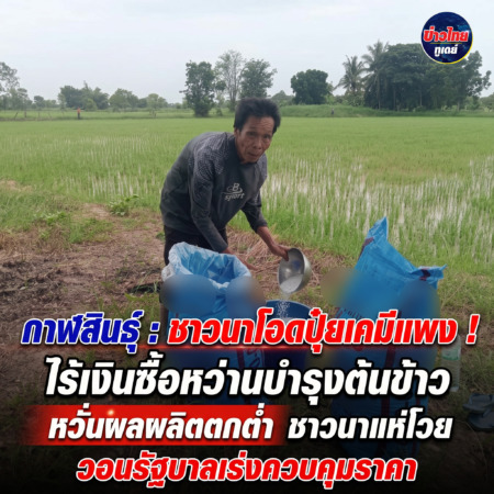 กาฬสินธุ์ชาวนาโอดปุ๋ยเคมีแพง ไร้เงินซื้อหว่านบำรุงต้นข้าว หวั่นผลผลิตตกต่ำ วอนรัฐบาลเร่งควบคุมราคา