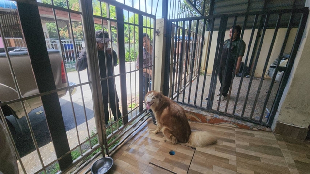 สงขลา-ช่วยชีวิต “น้องโพลี” ไซบีเรียนถูกปล่อยทิ้งในบ้านนาน 3 เดือน ‘เดอะโฮปสงขลา’ รุดเข้าช่วย ประกาศหาบ้านใหม่