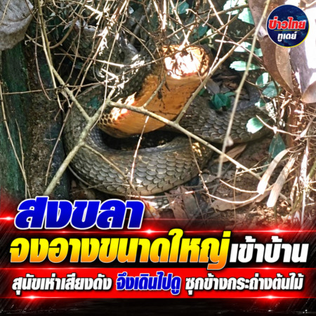 สงขลา-จงอางขนาดใหญ่เข้าบ้าน สุนัขเห่าเสียงดัง จึงเดินไปดู ซุกข้างกระถ่างต้นไม้