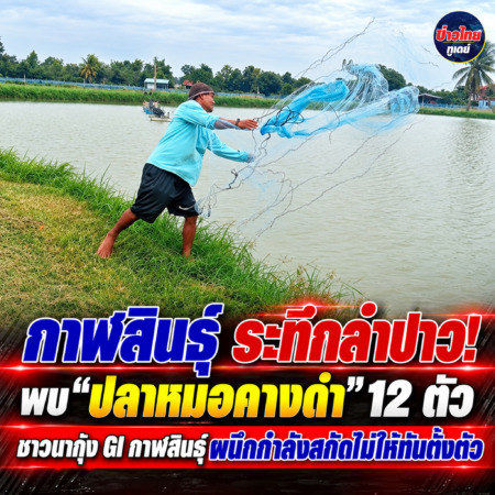 กาฬสินธุ์ -ระทึกลำปาว! พบ “ปลาหมอคางดำ” 12 ตัวบุกเขื่อนลำปาว ชาวนากุ้ง GI กาฬสินธุ์ผนึกกำลังสกัดไม่ให้ทันตั้งตัว