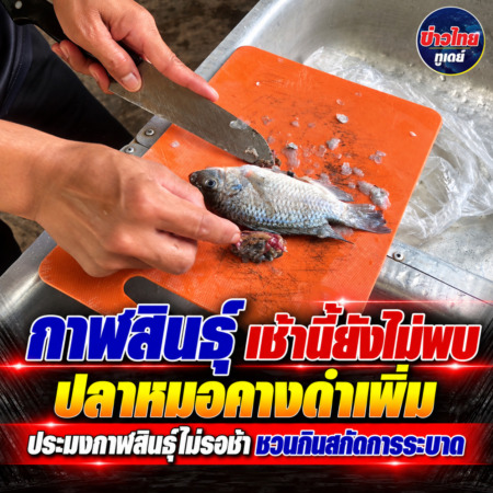 กาฬสินธุ์ เช้านี้ยังไม่พบปลาหมอคางดำเพิ่ม ประมงกาฬสินธุ์ไม่รอช้า ชวนกินสกัดการระบาด