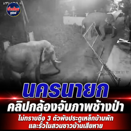นครนายก – คลิปกล้องจับภาพช้างป่าไม่ทราบชื่อ 3 ตัวพังประตูเหล็กบ้านพักและรั้วในสวนชาวบ้านเสียหาย