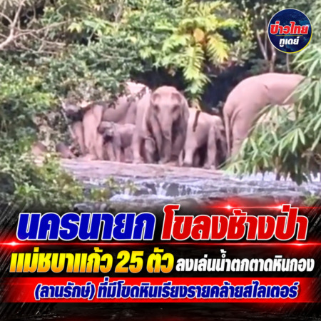 นครนายก โขลงช้างป่าแม่ชบาแก้ว 25 ตัวลงเล่นน้ำตกตาดหินกอง(ลานรักษ์)ที่มีโขดหินเรียงรายคล้ายสไลเดอร์