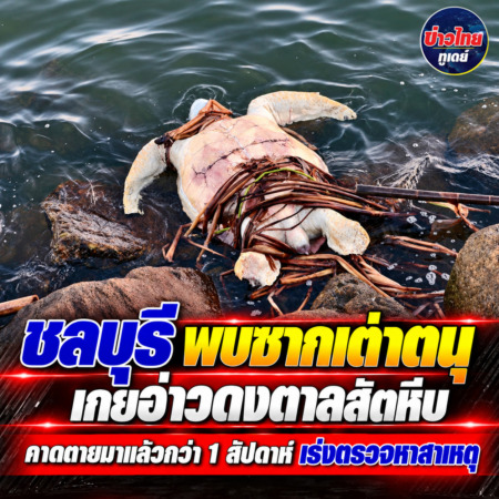 ชลบุรี-พบซากเต่าตนุเกยอ่าวดงตาลสัตหีบ คาดตายมาแล้วกว่า 1 สัปดาห์ เร่งตรวจหาสาเหตุ