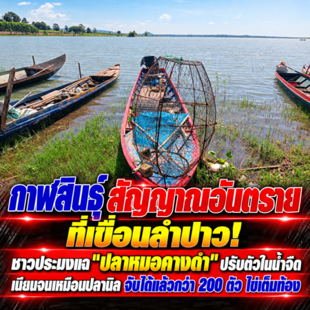 กาฬสินธุ์-สัญญาณอันตรายที่เขื่อนลำปาว! ชาวประมงแฉ “ปลาหมอคางดำ” ปรับตัวในน้ำจืดเนียนจนเหมือนปลานิล จับได้แล้วกว่า 200 ตัว ไข่เต็มท้อง