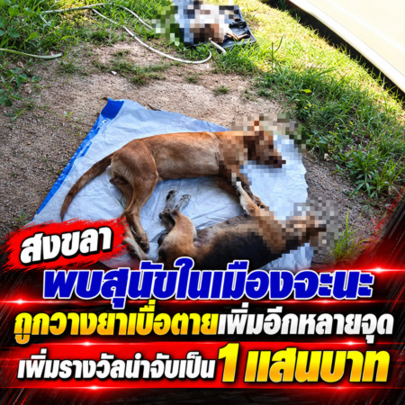 สงขลา-พบสุนัขในเมืองจะนะถูกวางยาเบื่อตายเพิ่มอีกหลายจุด เพิ่มรางวัลนำจับเป็น1แสนบาท