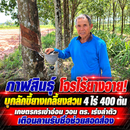 กาฬสินธุ์ โจรไร้ยางอาย! บุกลักขี้ยางเกลี้ยงสวน 4 ไร่ 400 ต้น เกษตรกรเข่าอ่อน วอน ตร. เร่งล่าตัว เตือนลานรับซื้อช่วยสอดส่อง