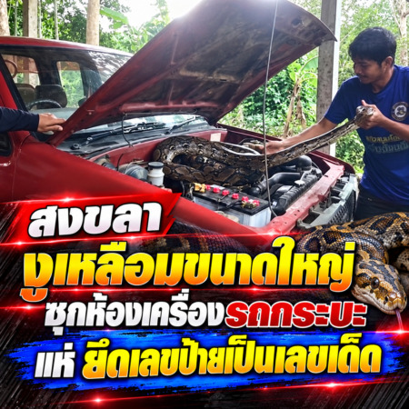 สงขลา-งูเหลือมขนาดใหญ่ ซุกห้องเครื่องรถกระบะ แห่ ยึดเลขป้ายเป็นเลขเด็ด